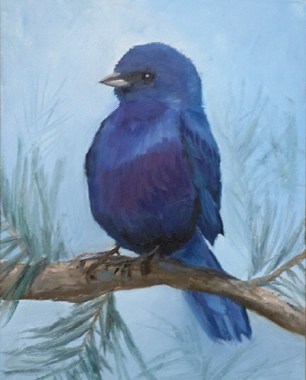 Elizabeth's Indigo Bunting